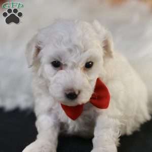 Bobby, Bichon Frise Puppy